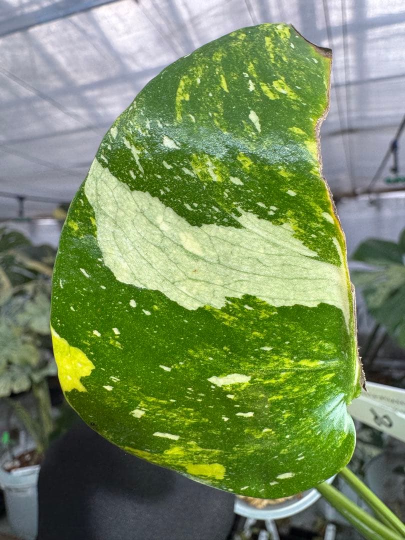 2モンステラ　タイコンステレーション　ミラクル　斑入り