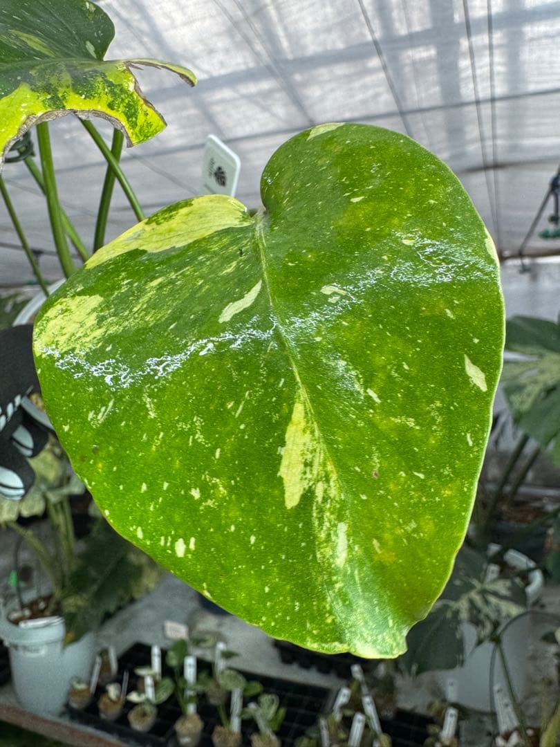 2モンステラ　タイコンステレーション　ミラクル　斑入り