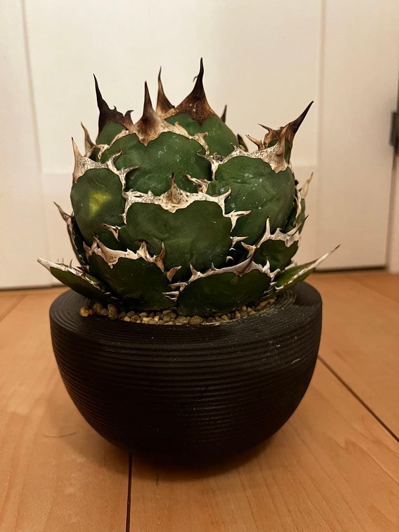 チタノタ　FO-076 オテロイ