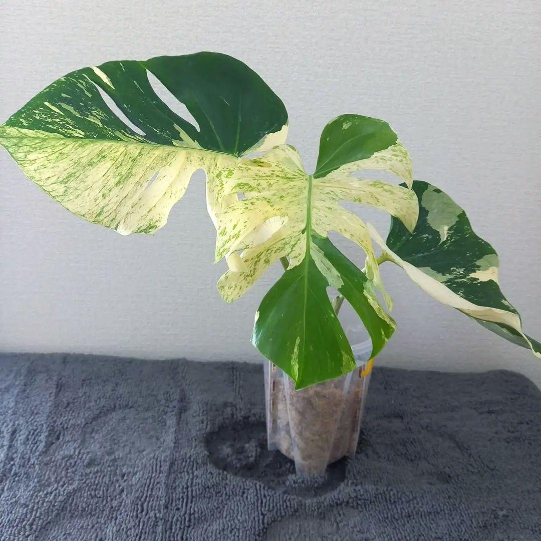 モンステラ デリシオーサ スフィンクス