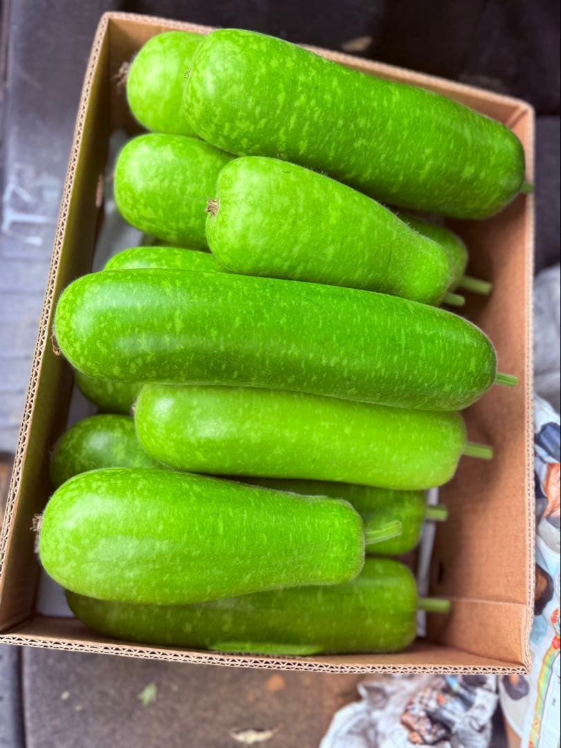 夕顔（ゆうがお） 約23kg 【※梱包を含む】