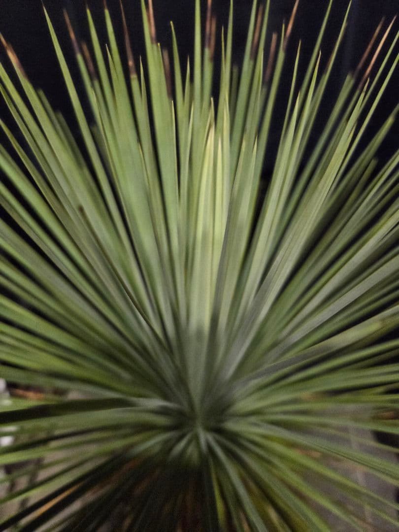 専用出品 セット、リピ割 ユッカ リネアリフォリア (さ) 太株