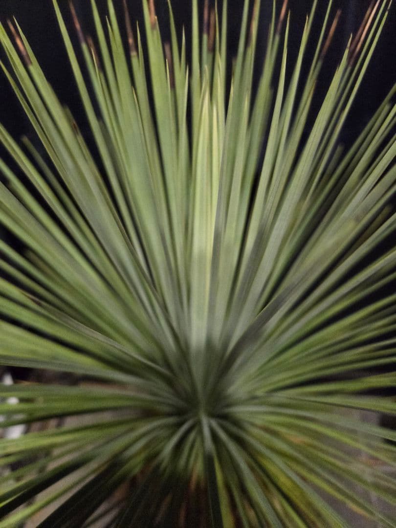 専用出品 セット、リピ割 ユッカ リネアリフォリア (さ) 太株