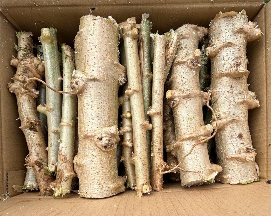 世界最高峰、ゴールデン・キャッサバ◆太葉種,超極太枝★挿し木枝★80サイズ箱満杯