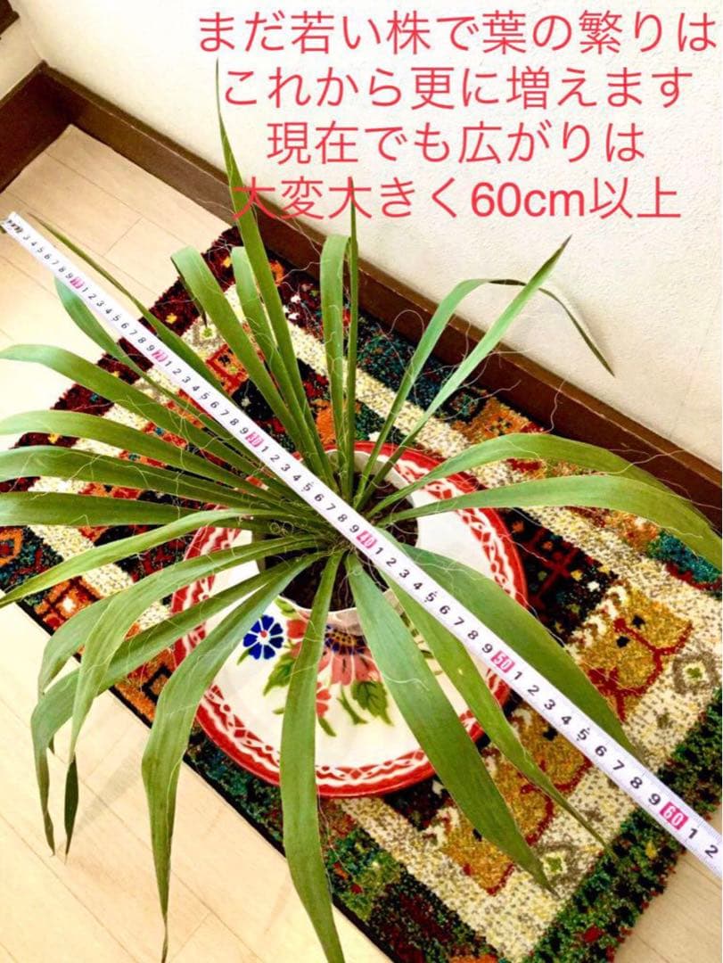 完売　発根済みの巨大株＊大苗＊優良株【ユッカ フィラメントーサ＊糸蘭＊イトラン】