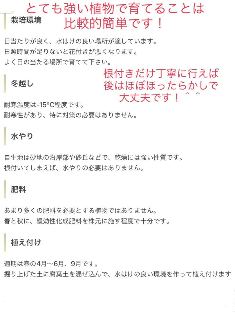 完売　発根済みの巨大株＊大苗＊優良株【ユッカ フィラメントーサ＊糸蘭＊イトラン】