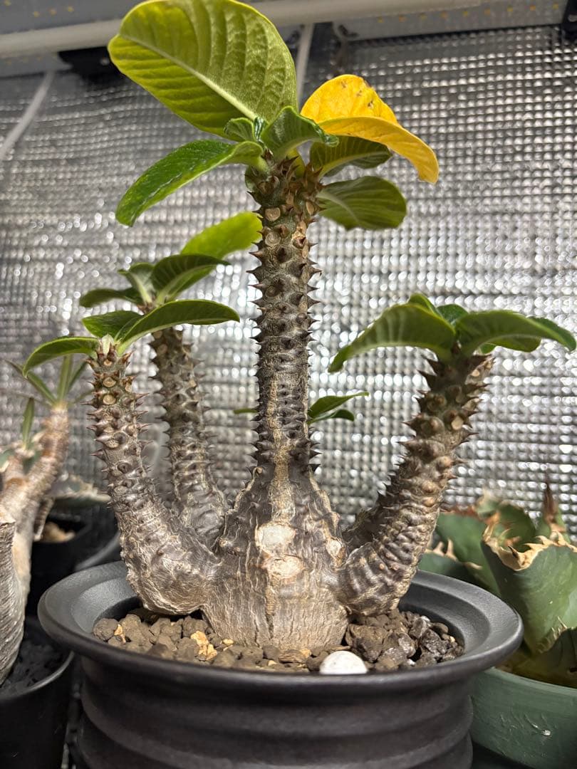 パキポディウム・ウィンゾリー　実生　鉢付き