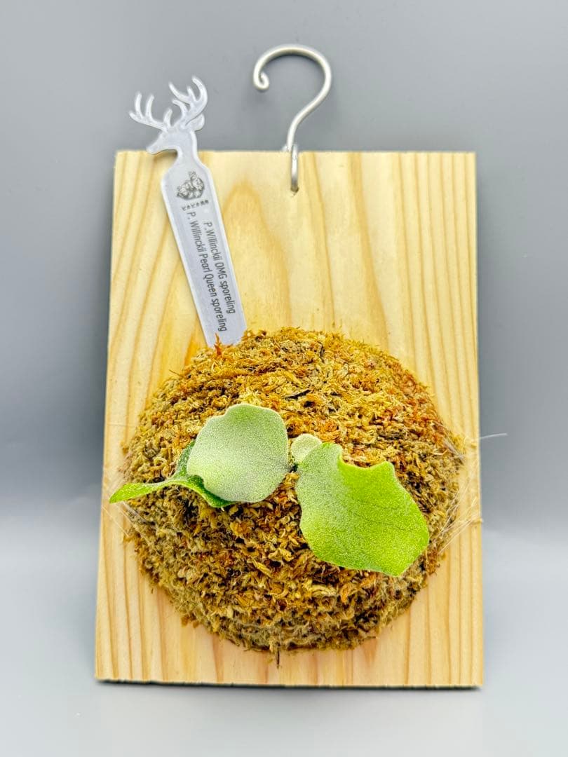 ビカクシダ P. OMG x Pearl Queen sporeling 交配種