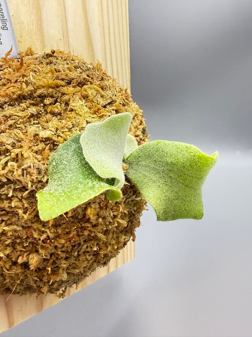 ビカクシダ P. OMG x Pearl Queen sporeling 交配種