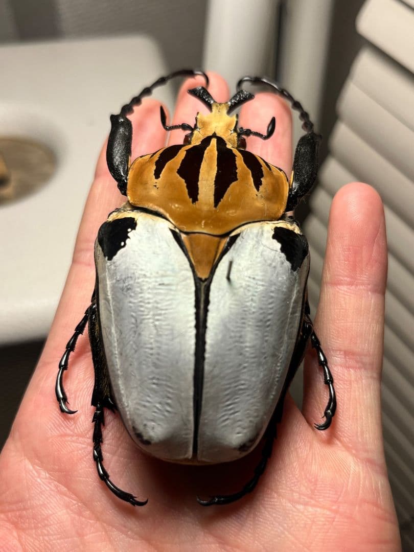 【極BIG】カタモンゴライアスオオツノハナムグ 81mm程♂ Goliath標本