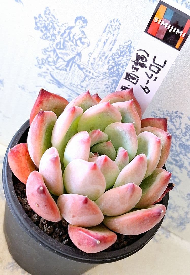 コロラータ(錦玉園・自家)札付きポットごとメルカリ便simijimiさん苗