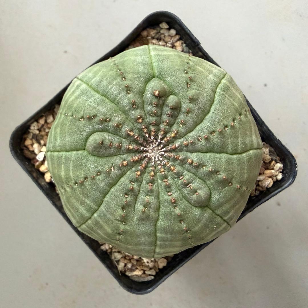 D*8様 ユーフォルビア オベサ 実生選抜 増稜タイプ ギザギザ個性派 美形株