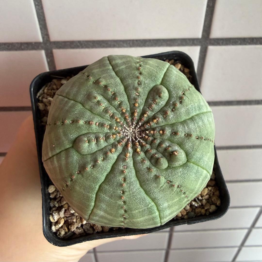 D*8様 ユーフォルビア オベサ 実生選抜 増稜タイプ ギザギザ個性派 美形株