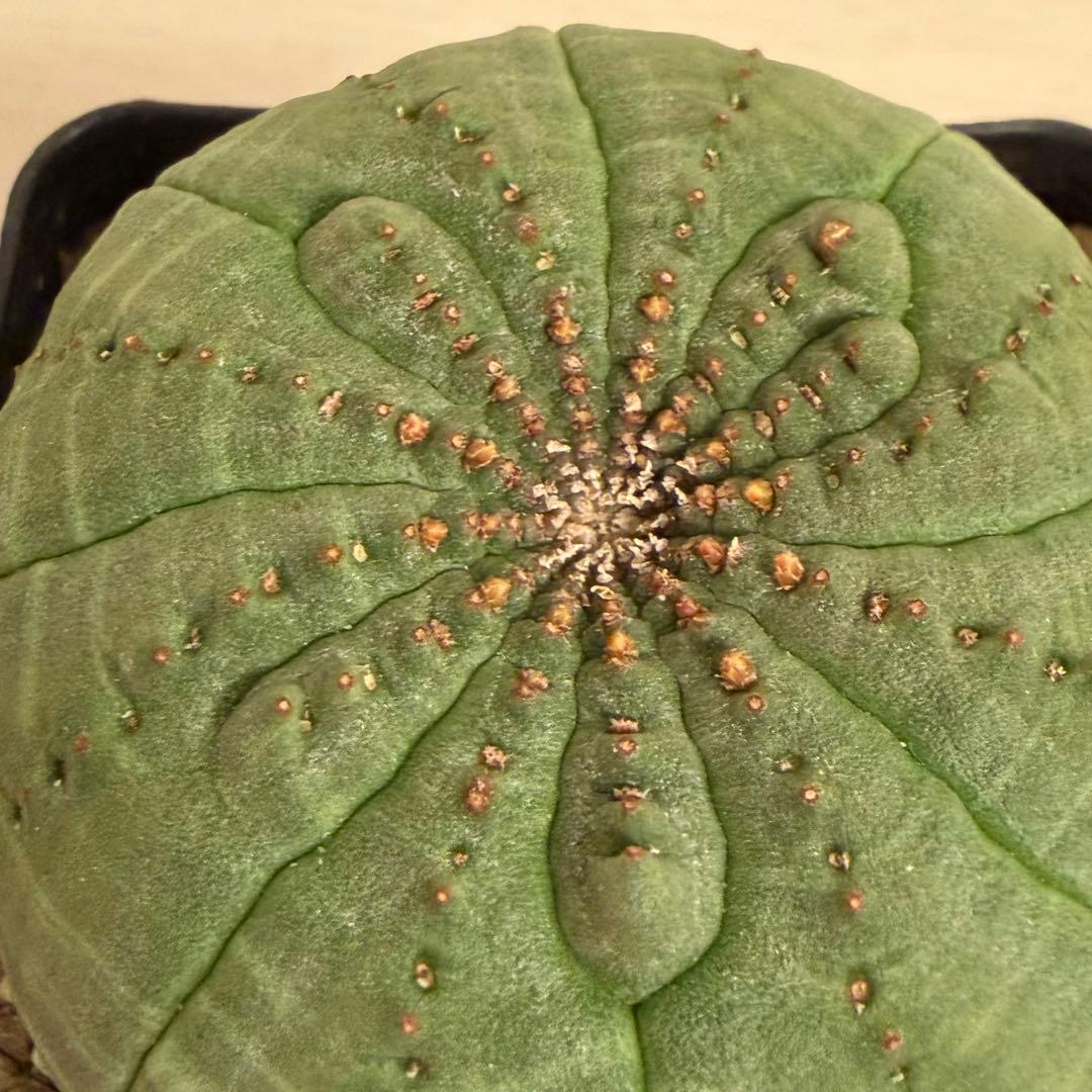 D*8様 ユーフォルビア オベサ 実生選抜 増稜タイプ ギザギザ個性派 美形株