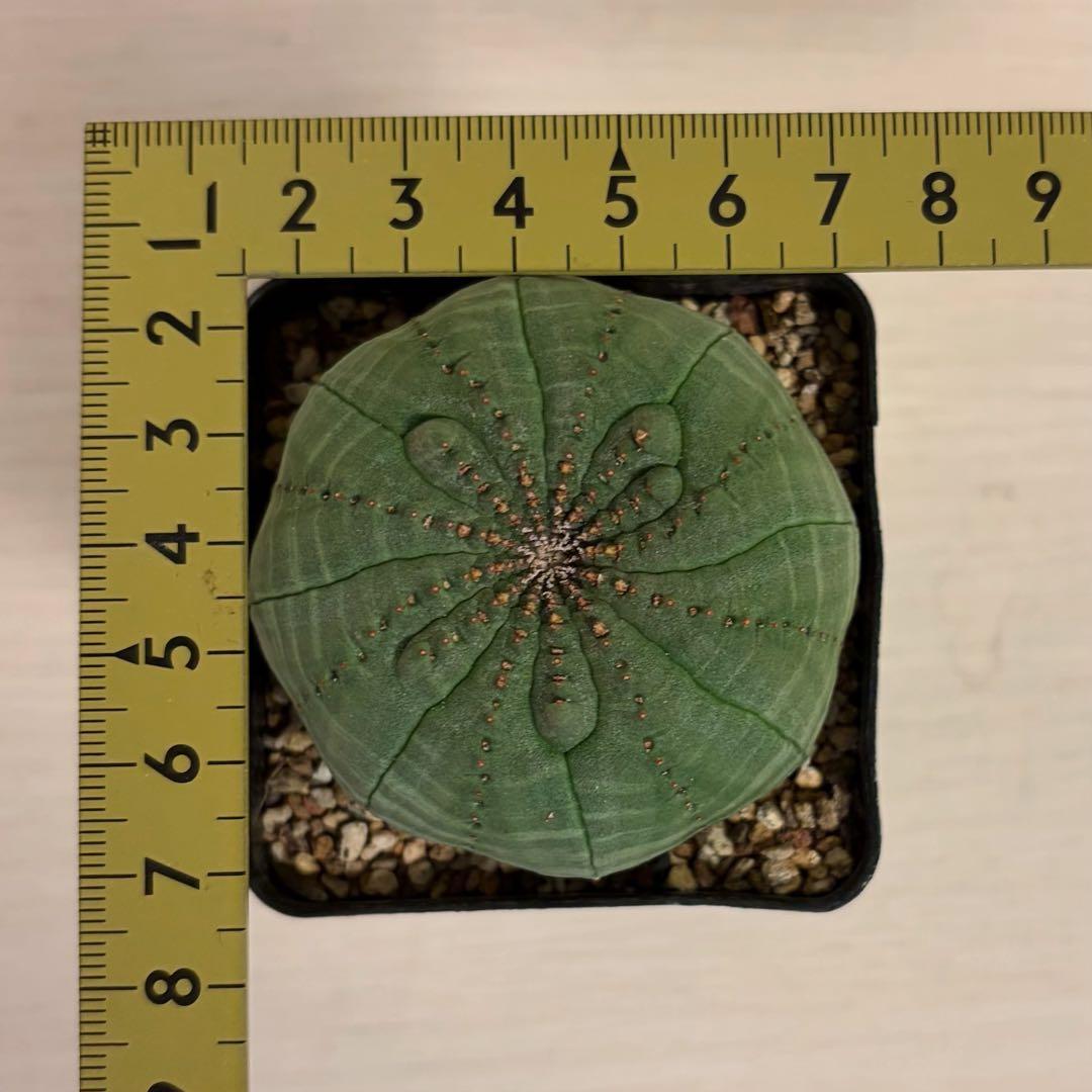 D*8様 ユーフォルビア オベサ 実生選抜 増稜タイプ ギザギザ個性派 美形株