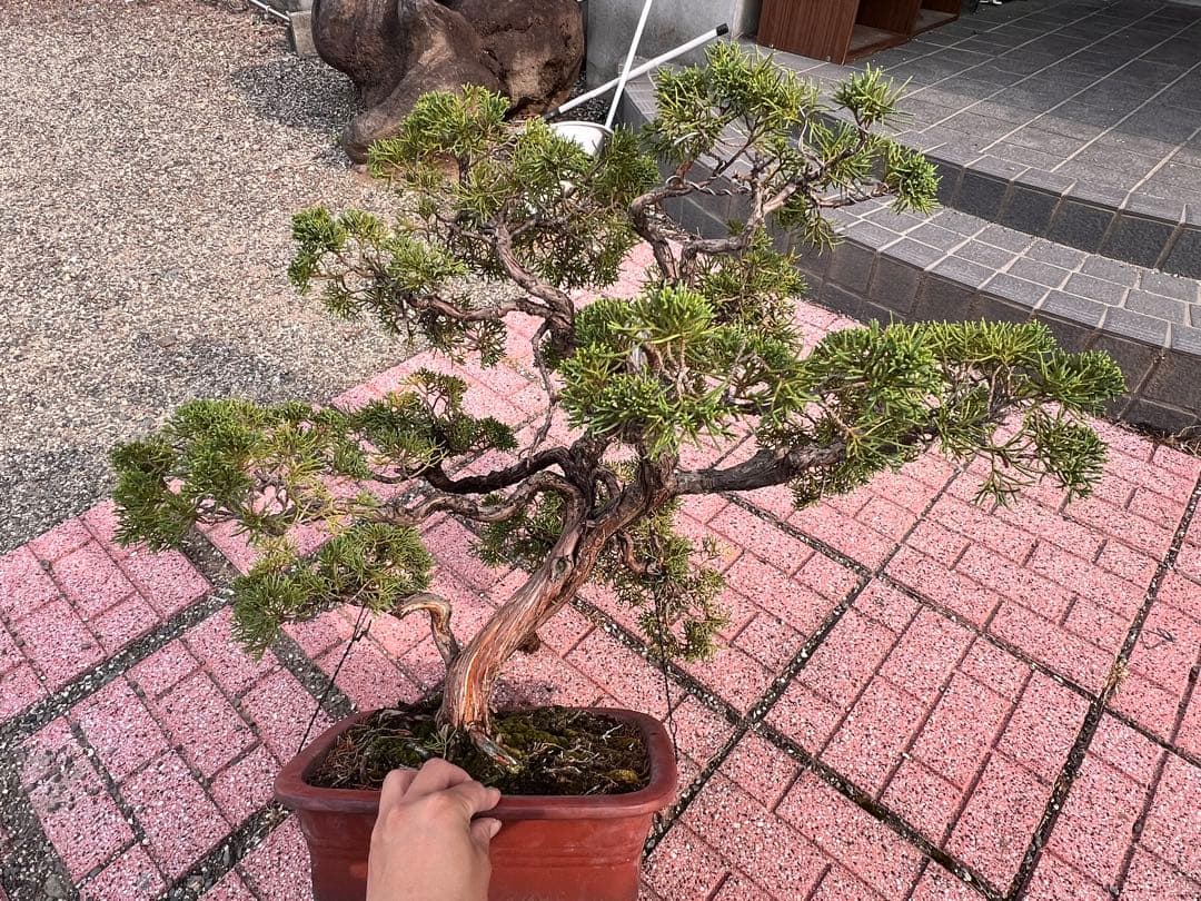 真柏盆栽　盆栽　真拍　シャリ