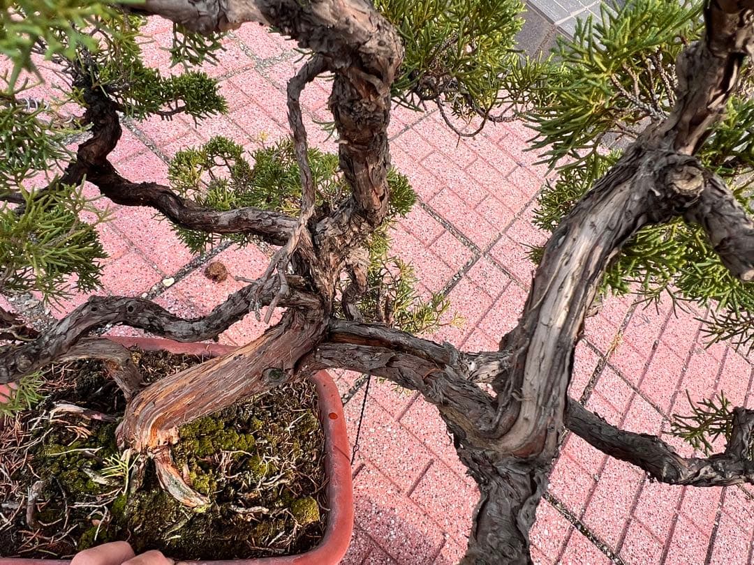 真柏盆栽　盆栽　真拍　シャリ