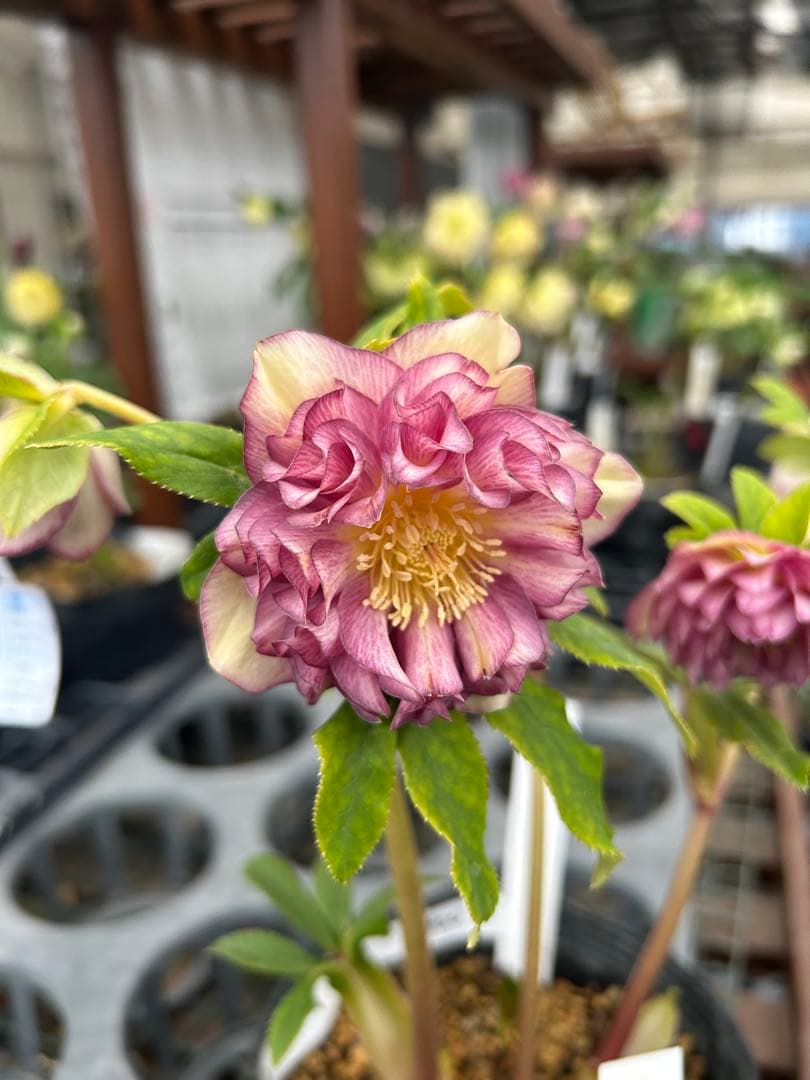 加藤農園 ディオーネ クリスマスローズ同梱可能