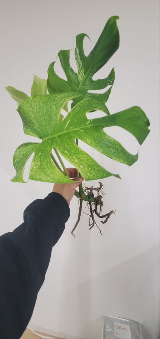 モンステラ ホワイトモンスター 散り斑タイプ／発根済み・現品