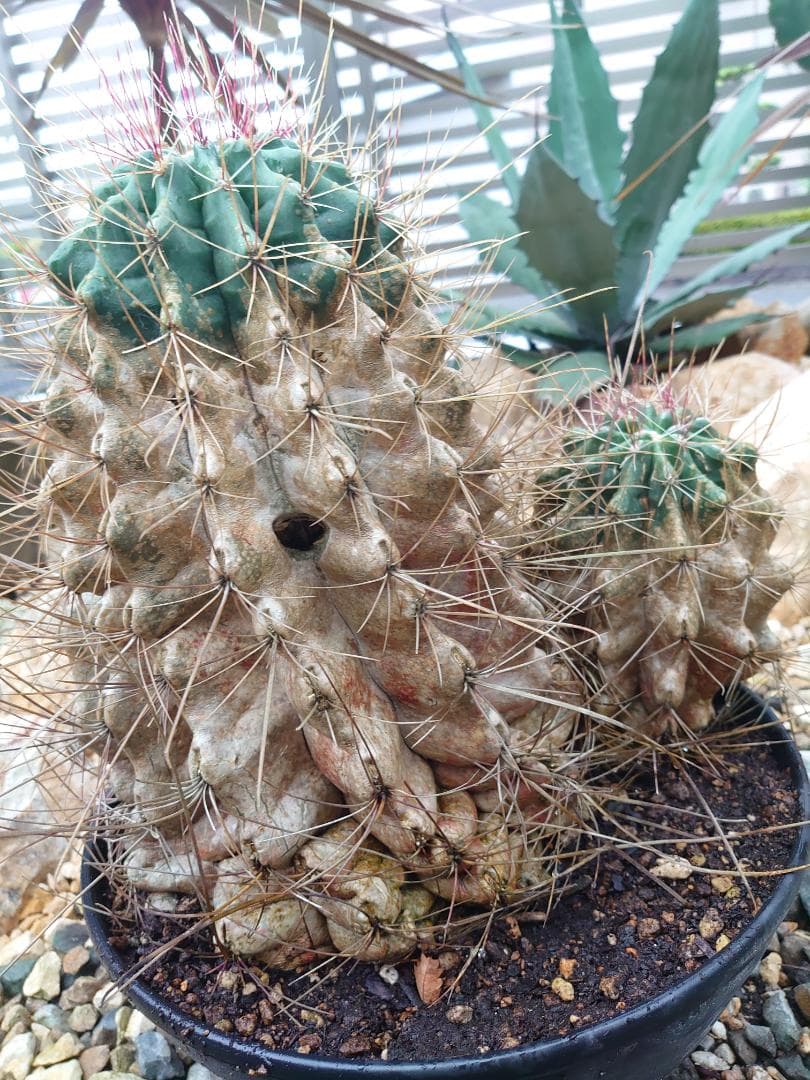 巨鷲玉 フェロカクタス 大株