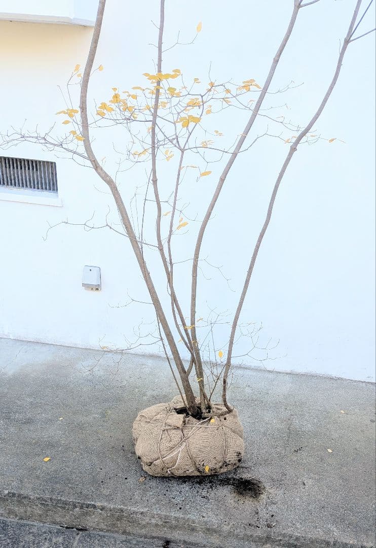 極美。特大の山採りドウダンツツジ。