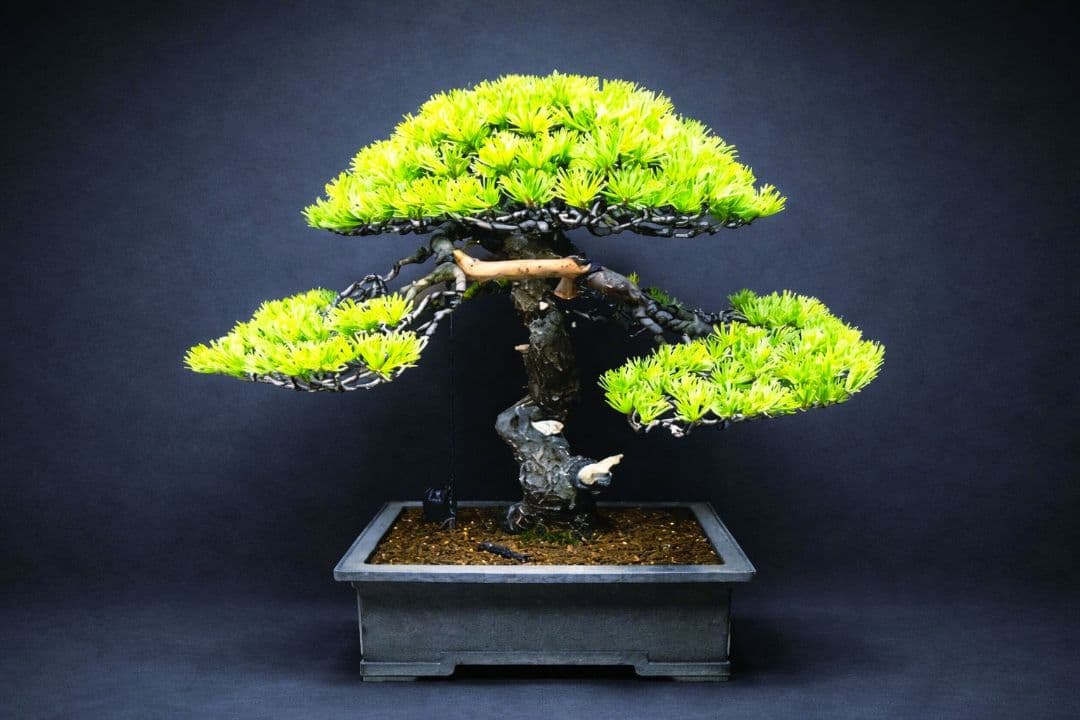 【樹高52㎝ 　五葉松盆栽】　　　⭕樹齢80年超…お宝❗真柏