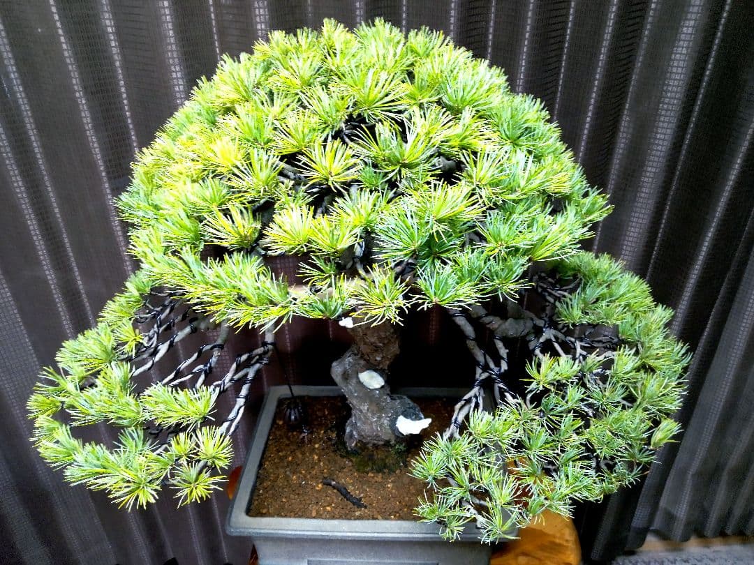 【樹高52㎝ 　五葉松盆栽】　　　⭕樹齢80年超…お宝❗真柏