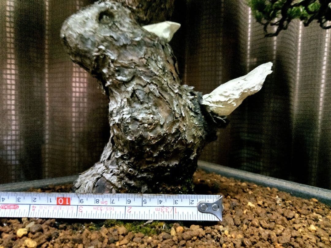 【樹高52㎝ 　五葉松盆栽】　　　⭕樹齢80年超…お宝❗真柏