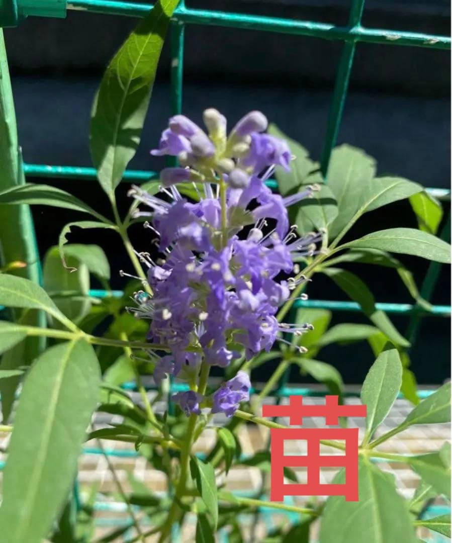 セイヨウニンジンボク苗　B