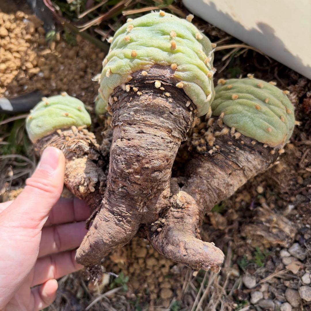 ロホホラ・翠冠玉・現地球【塊根植物・銀冠玉】