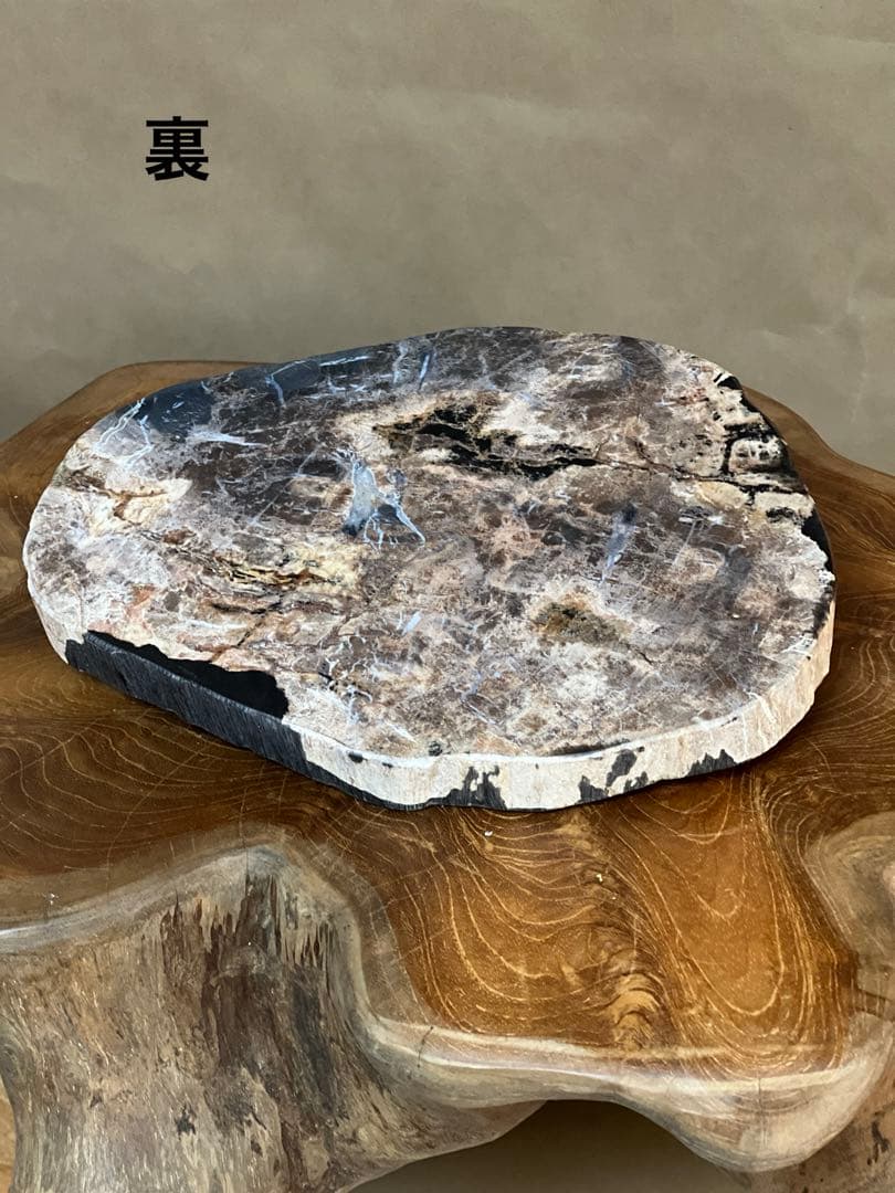 フォッシルプレート　珪化木