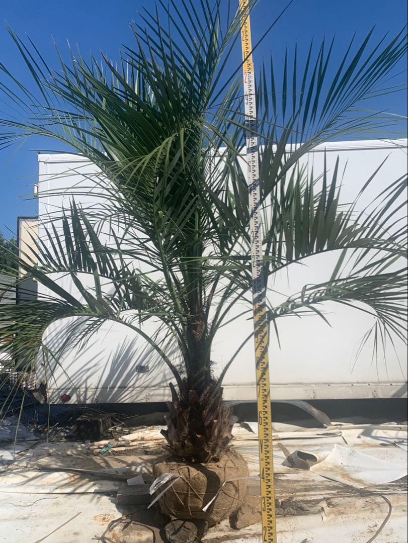 ココスヤシ　　白紐　２　　　引取限定