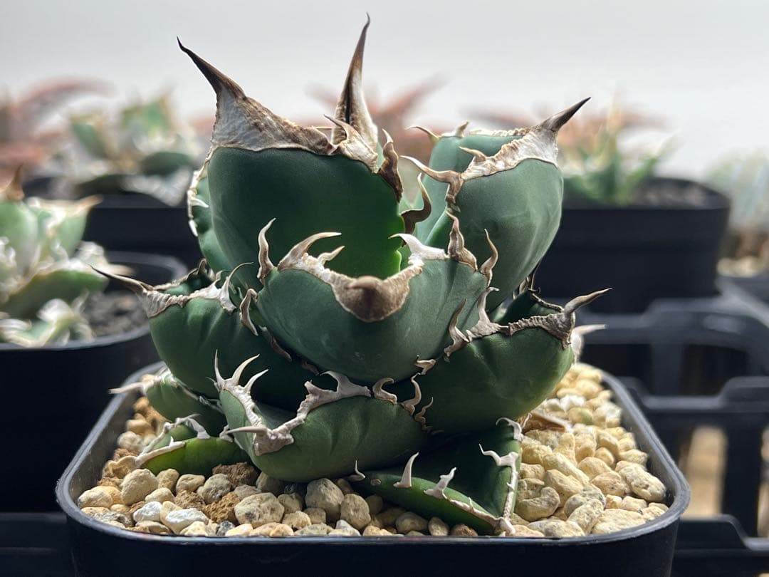 サウスアフリカダイヤモンド（SAD）