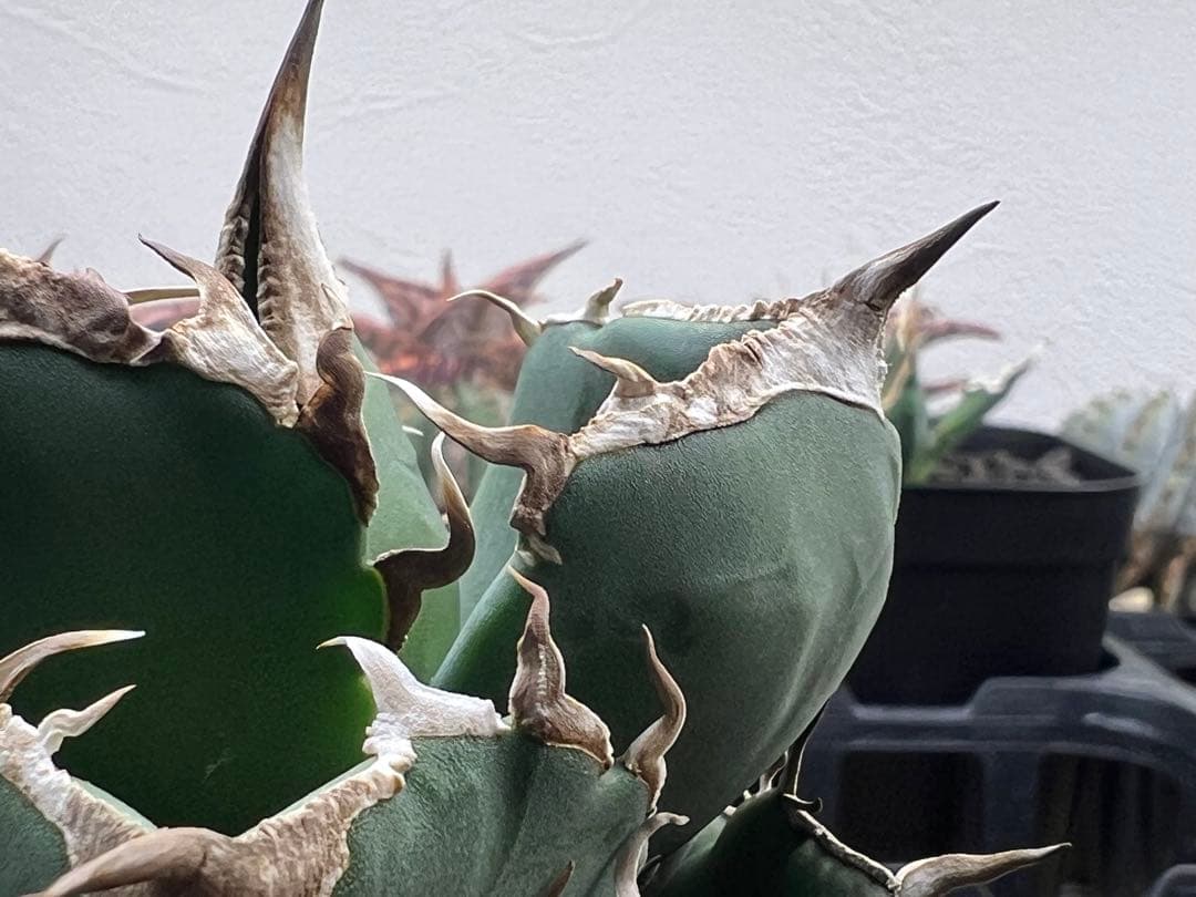 サウスアフリカダイヤモンド（SAD）