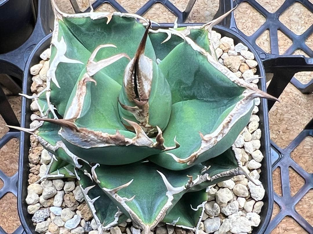 サウスアフリカダイヤモンド（SAD）