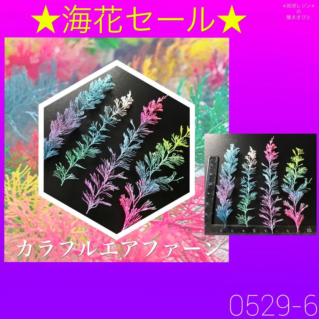 琉球*海花セール　カラフル エアファーン　0529-6