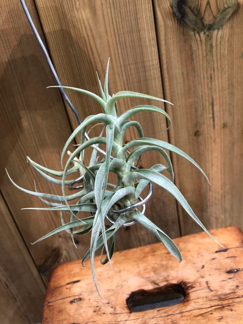 ティランジア・カクティコラ・ロングフォームシルバー