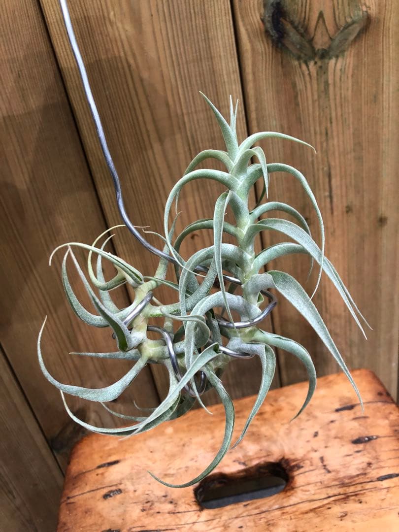 ティランジア・カクティコラ・ロングフォームシルバー