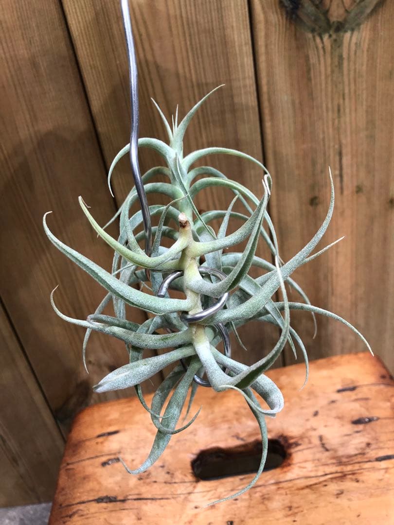 ティランジア・カクティコラ・ロングフォームシルバー