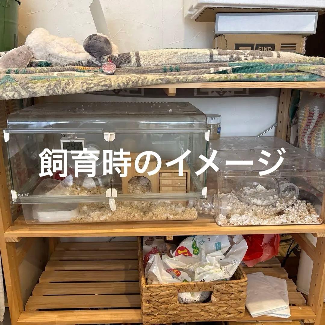 ハムスター　飼育セット　アクリル　小動物ケージ
