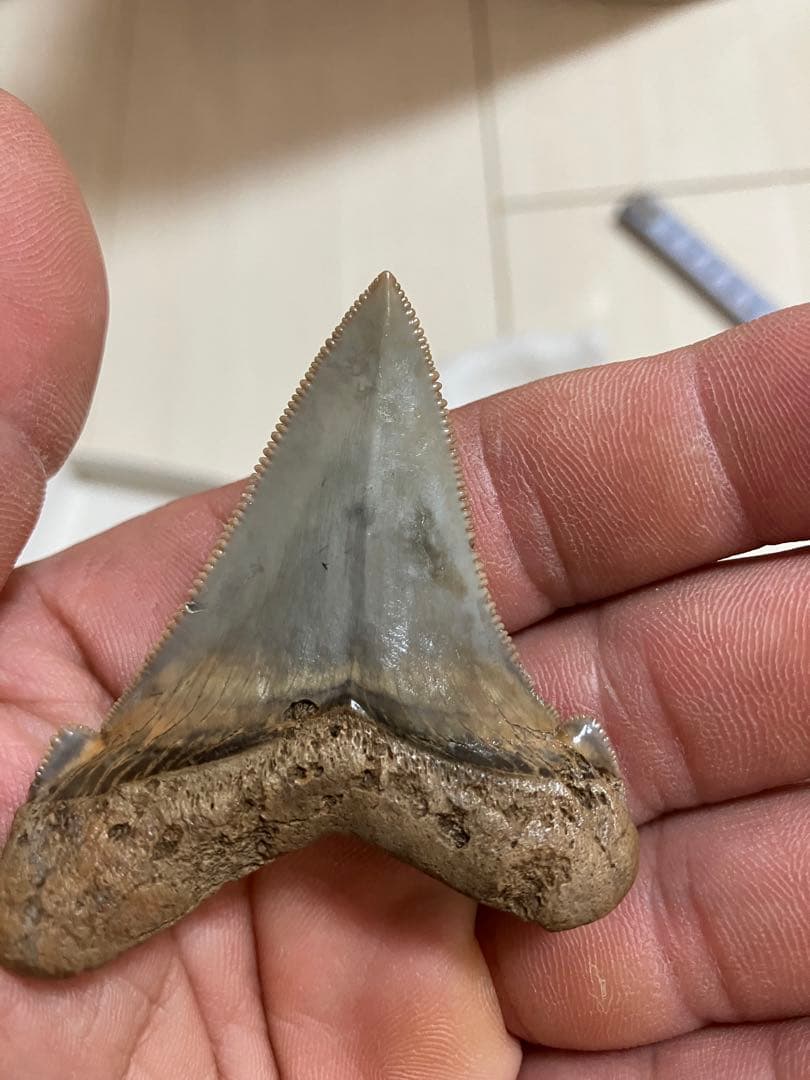 アングスティデンス　歯化石