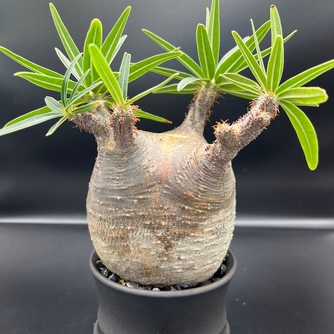 パキポディウム　グラキリス　良型短枝安心発根済み