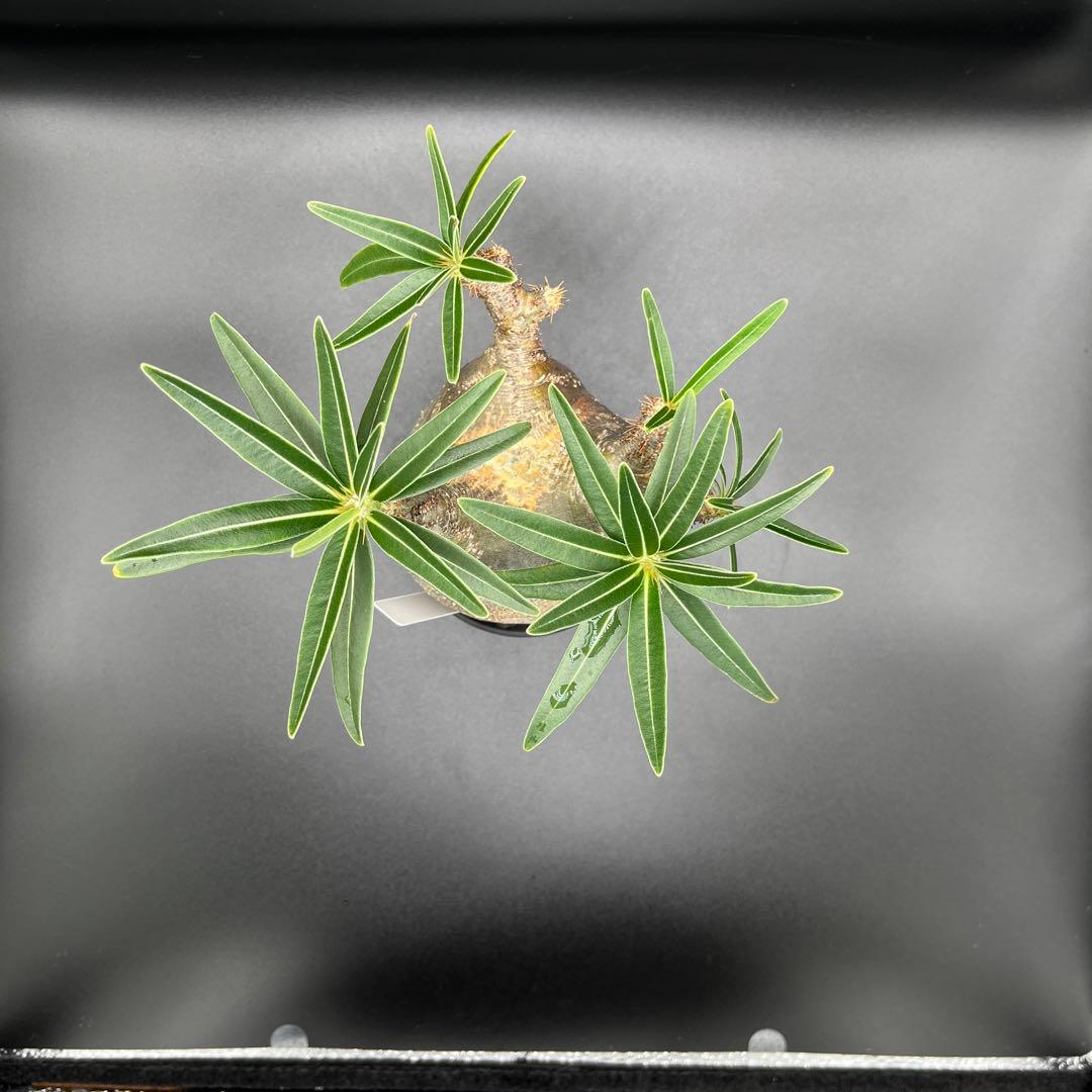 パキポディウム　グラキリス　良型短枝安心発根済み