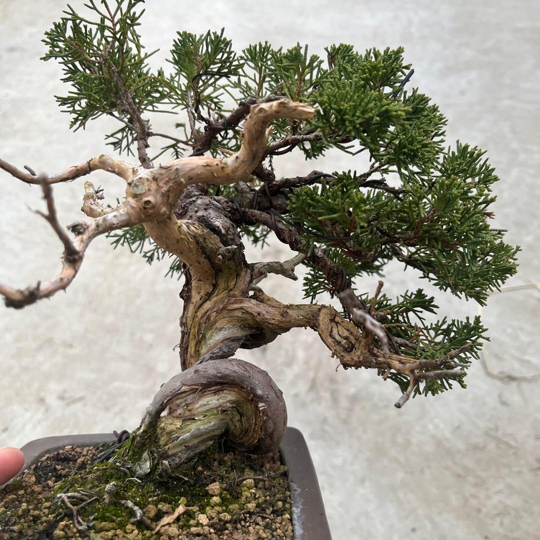 真柏　盆栽　舎利　神　糸魚川真柏