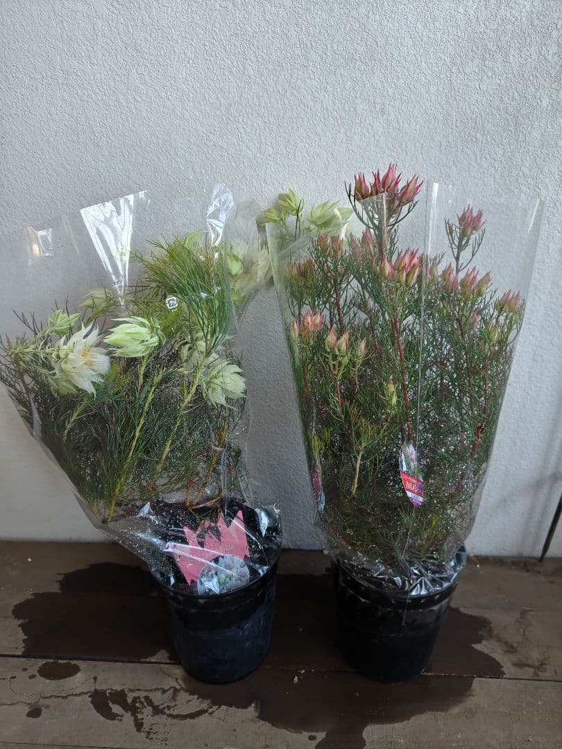 セルリア　セット