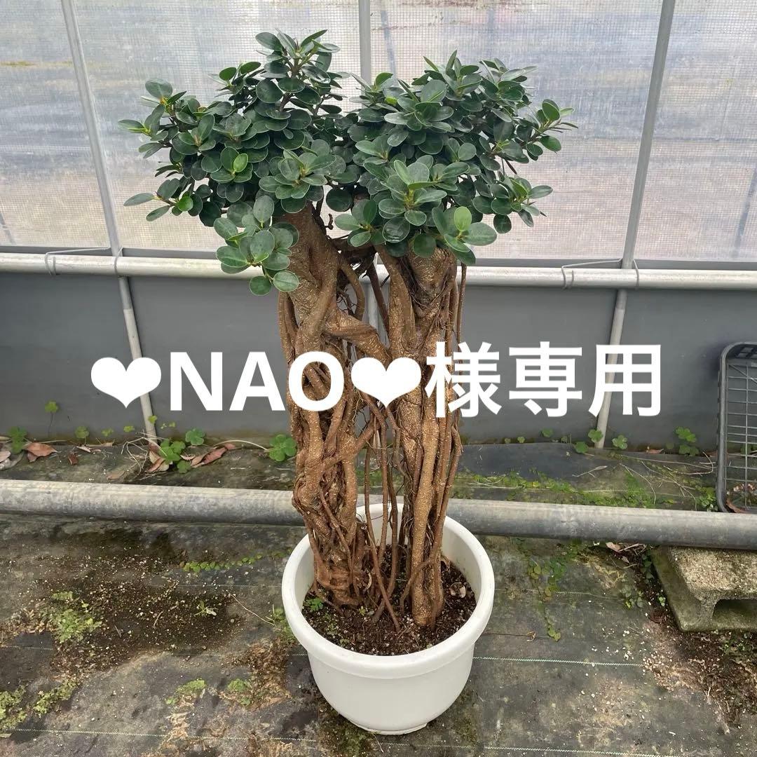 パンダガジュマル　コパンダ接木　10号リン鉢