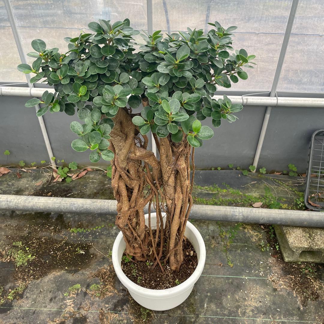 パンダガジュマル　コパンダ接木　10号リン鉢