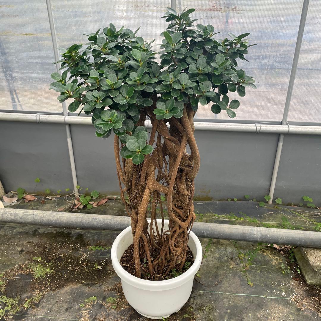 パンダガジュマル　コパンダ接木　10号リン鉢