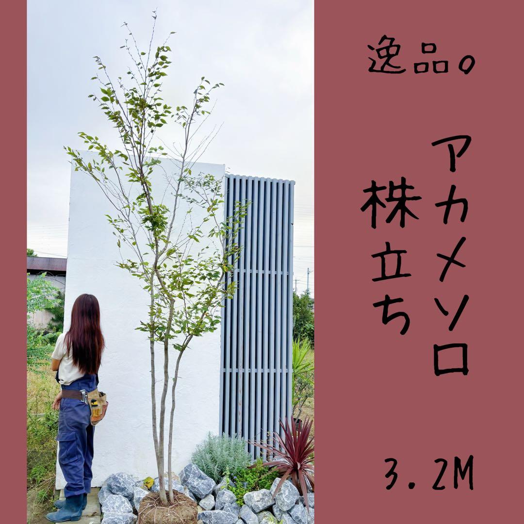 逸品。アカメソロ株立ち3.2M(鉢底から)