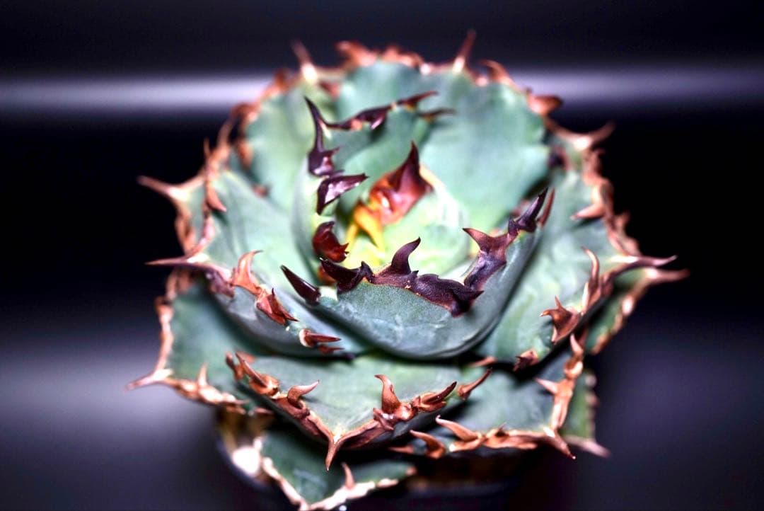 アガベ　チタノタ　プテラノドン　'翼竜'